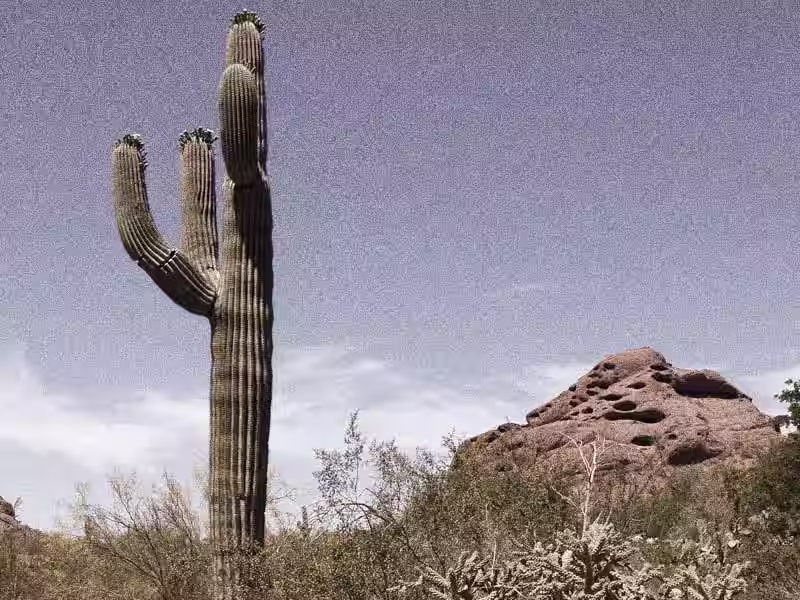 We got you covered Arizona